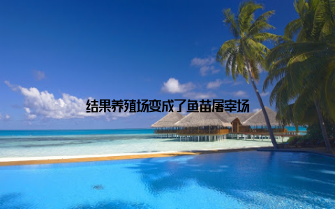 结果养殖场变成了鱼苗屠宰场