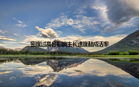 密度过高会影响生长速度和成活率