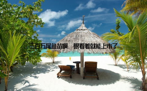 三百万尾鱼苗啊, 眼看着就能上市了