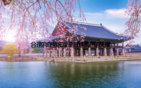 合理的放苗密度是取得高产的关键