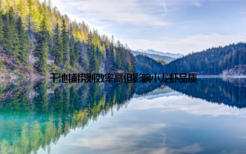 干池捕捞则效率高但影响小龙虾品质