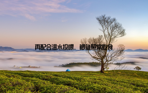 再配合温水投喂, 鲫鱼照常吃食