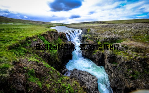 一旦发现鱼群异常, 要及时诊断治疗