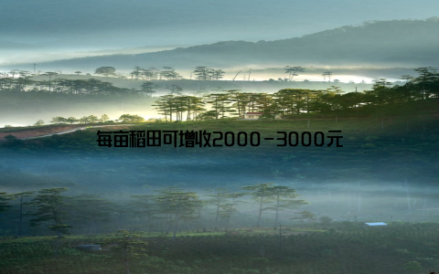 每亩稻田可增收2000-3000元