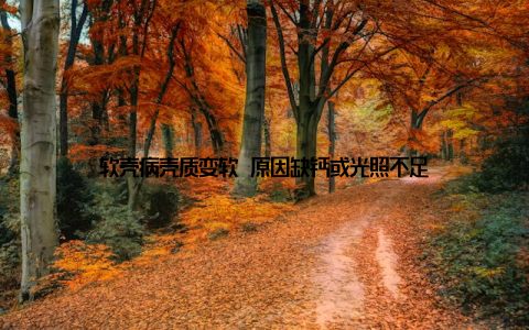 软壳病壳质变软 原因缺钙或光照不足