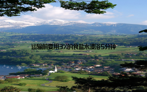 运输前要用3%的食盐水浸浴5分钟