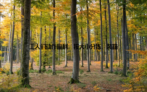 工人们动作麻利, 按大小分拣、装箱