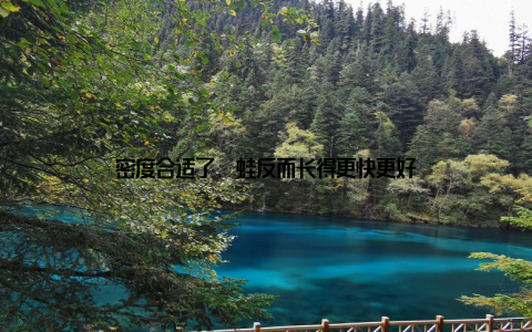 密度合适了, 蛙反而长得更快更好