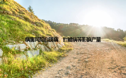 病害风险白斑病、烂鳃病等影响产量