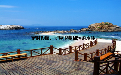 – 定时投喂, 避免浪费和污染水质